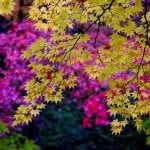 Aomori Autumn Leaves, Japan