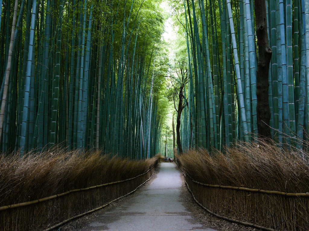 Arashiyama Bamboo Grove in Kyoto