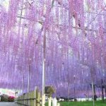 Wisteria Gardens in Japan