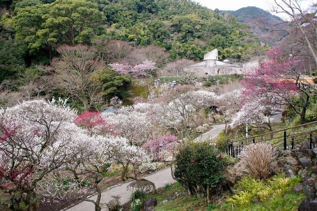 Plum Blossoms at Atami Baien in Atami City