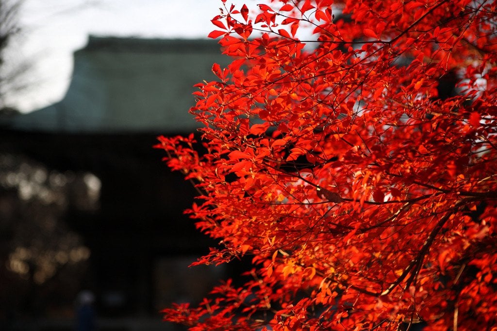 Autumn_at_Kuhonbutsu_Temple_Tokyo