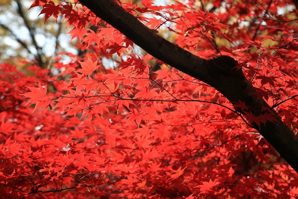 autumn_colors_kitano_tenmengu