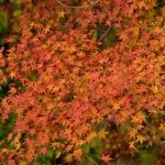 Autumn leaves in Chubu, Japan