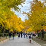 Autumn foliage in Sapporo, Japan