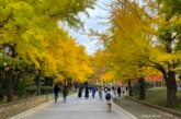 Autumn foliage in Sapporo, Japan