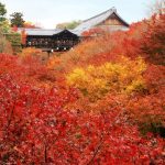 Kyoto Autumn Foliage - Japan in November