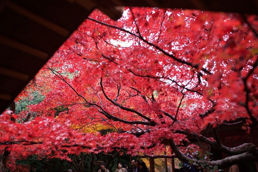autumn_leaves_in_kyoto