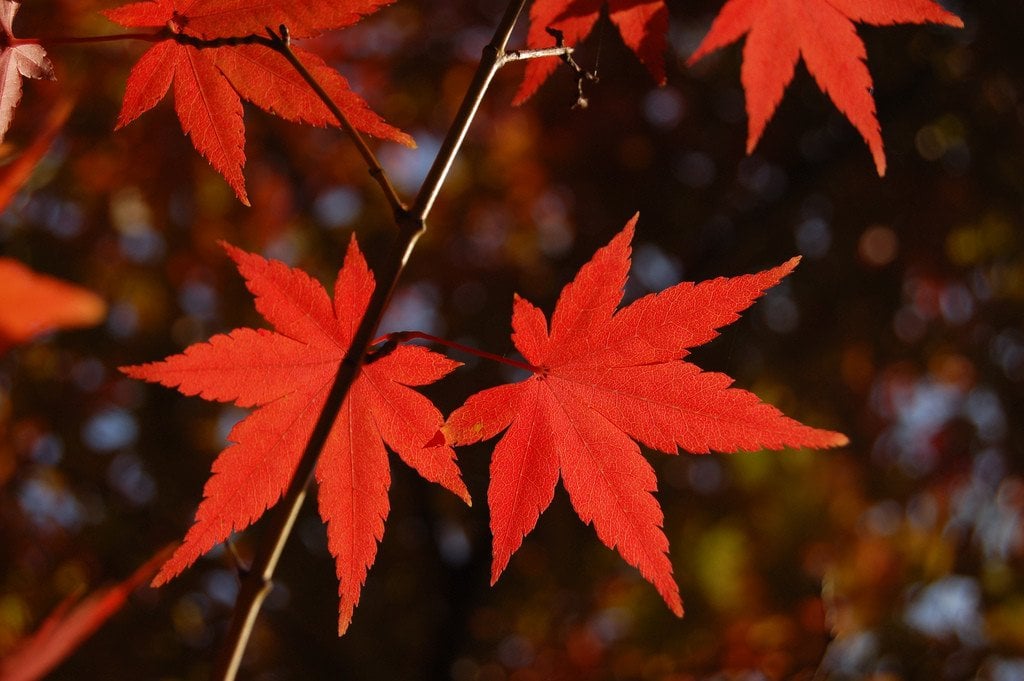 Autumn Red Maple Leaves in Japan