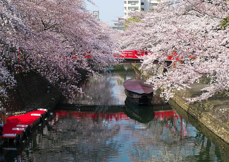 Canal in Ogaki during the cherry blossom season, Gifu