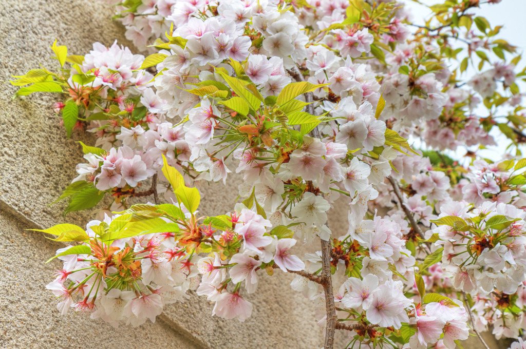 Cherry_Blossom_in_Nara_Prefecture_Japan