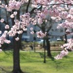Cherry blossom spots in Sapporo