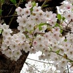 2026 Japan Cherry Blossom Forecast | Japan Travel