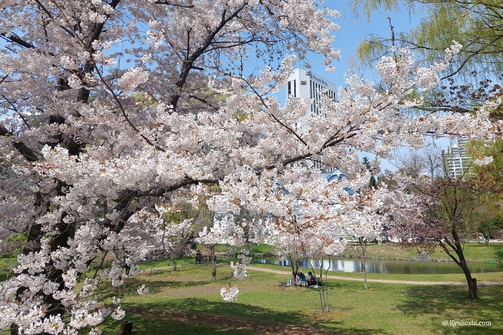 Hanami at Nakajima Park