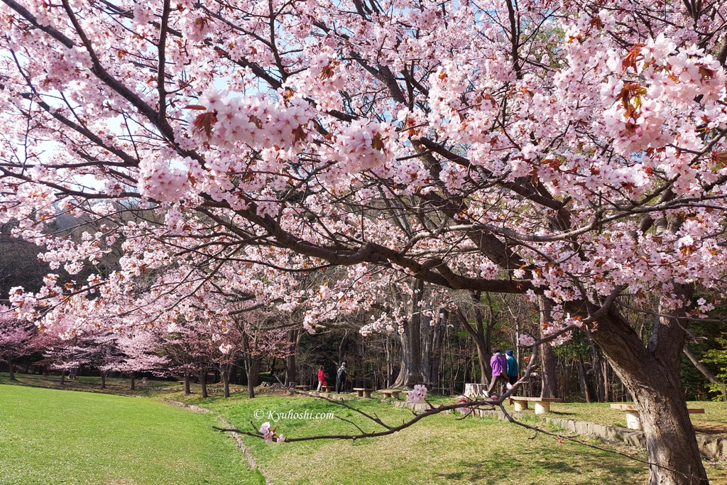 Sakura at Maruyama Park, Hokkaido