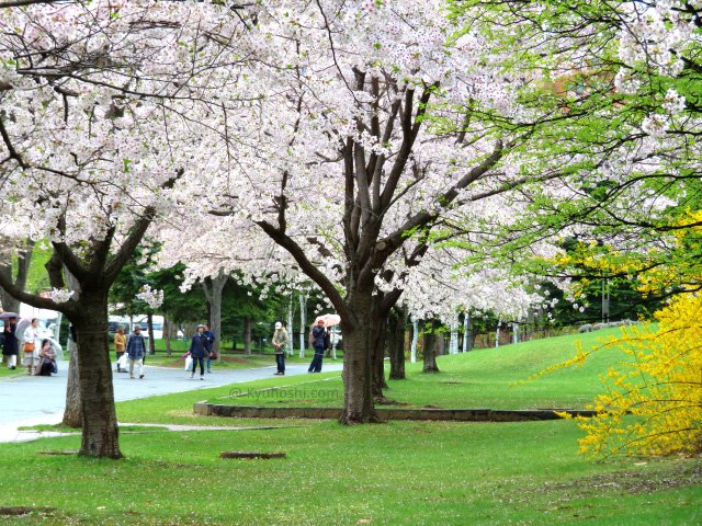 Cherry blossoms in Sapporo, Hokkaido