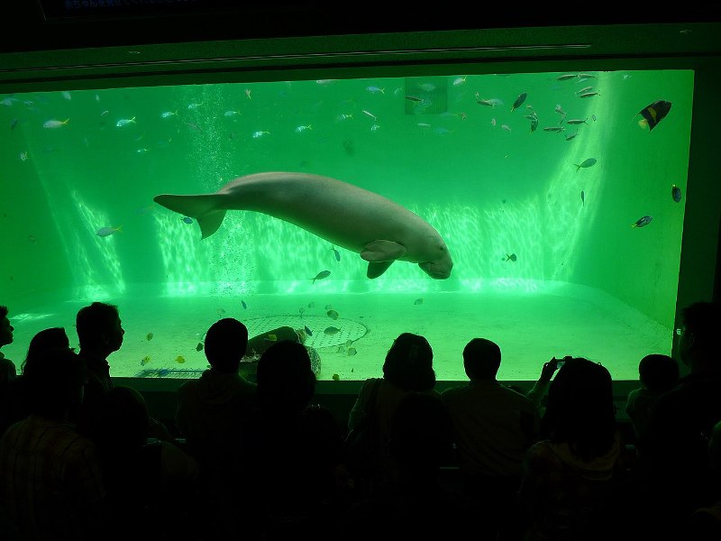 Dugong at Toba Aquarium.