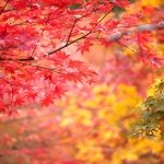 2025 Japan Autumn Foliage Forecast