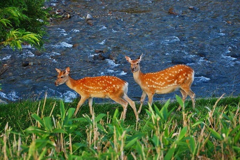 Roaming Deer in Shiretoko National Park, Hokkaido