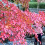 Autumn foliage in Kamakura, Japan