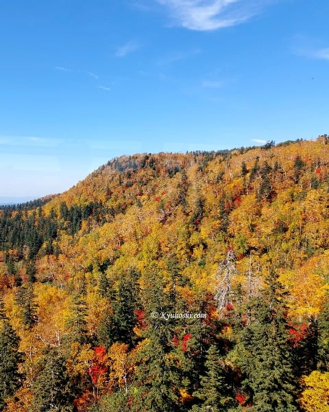 View of autumn foliage from Asahidake Ropeway
