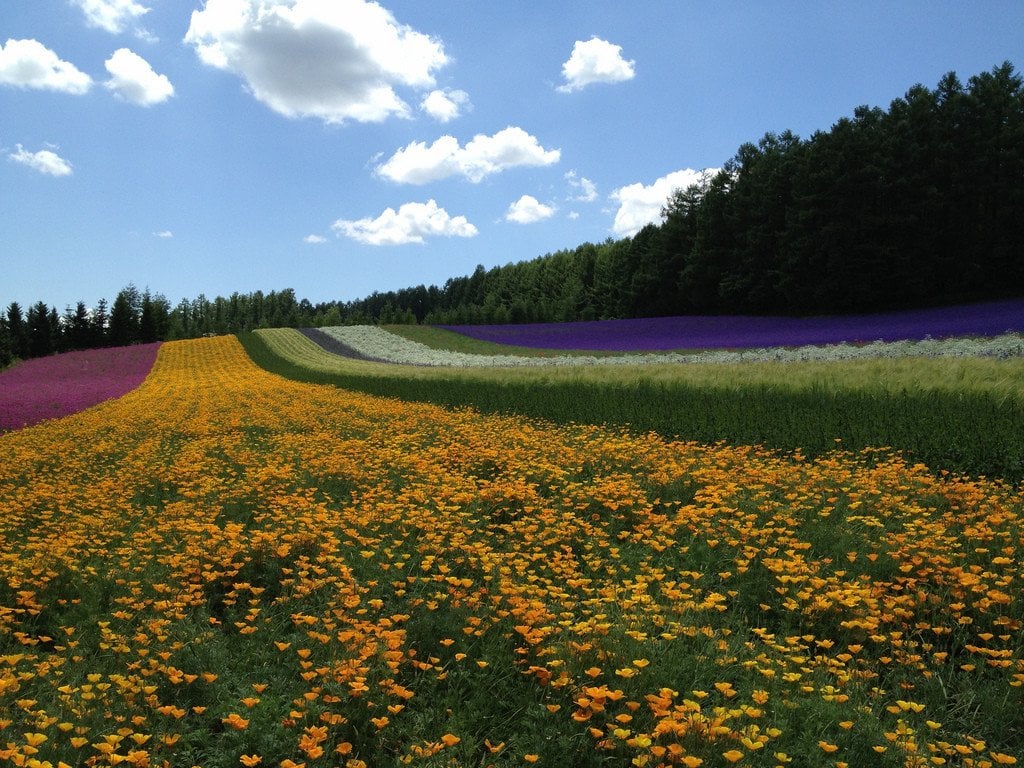 Farm_Tomita_Furano_Hokkaido_Japan