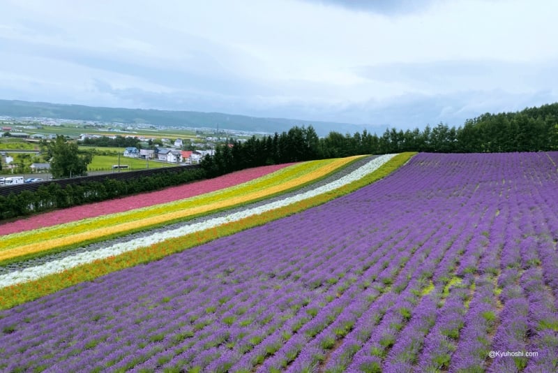Farm Tomita Lavender Field, Furano, Hokkaido