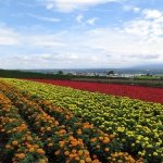 Best Flower Fields and Gardens in Hokkaido