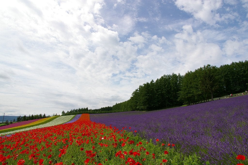 Furano_Flower_Garden_in_Hokkaido
