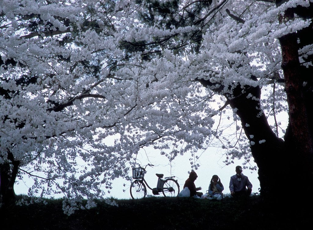 Hanami_Party_Under_Sakura_Trees_Aizu_Wakamatsu_Fukushima