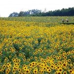 Things to Do in Hokkaido in August