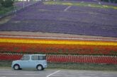 Hokuseiyama Lavender Field, Furano