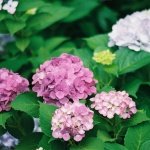Hydrangea Japan