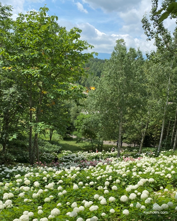 Hydrangeas at Takino Suzuran Hillside Park in Sapporo