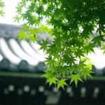 Japanese rainy season