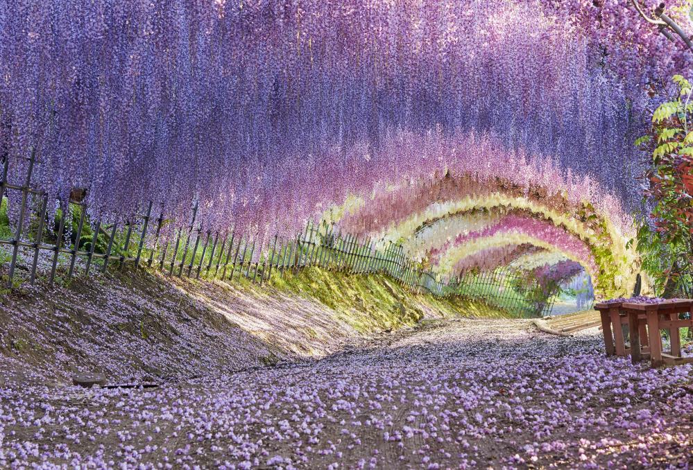 Wisteria Tunnel, Kawachi Fujien Wisteria Garden