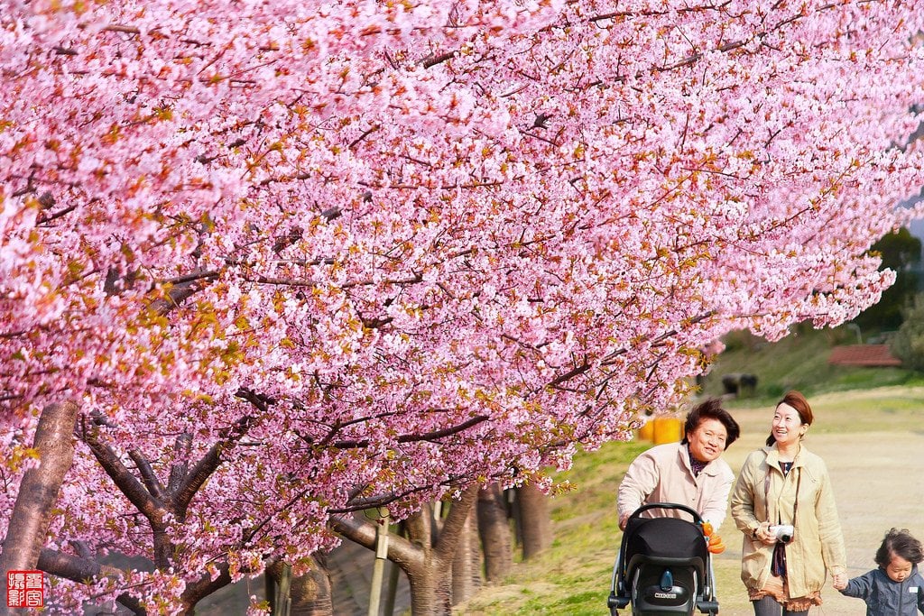 Kawazuzakura_Cherry_Blossom_in_Japan