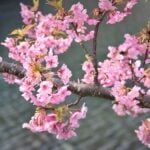 Japan in February - Best things to do