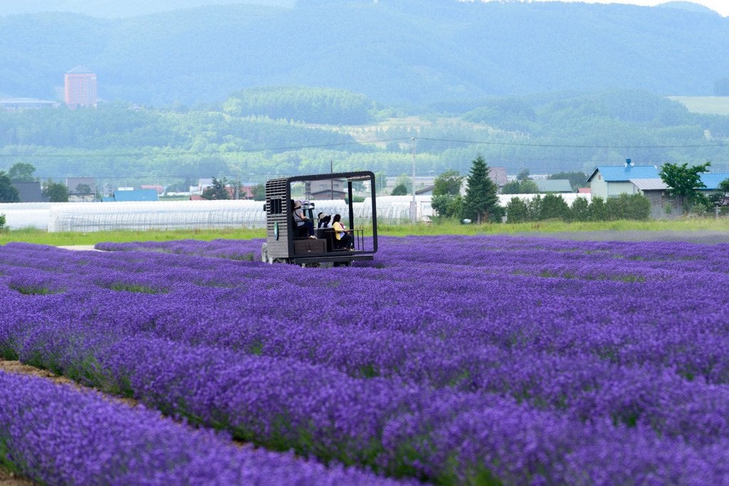 lavender_east _furano_hokkaido