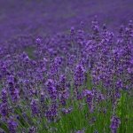 Hokkaido Travel Guide 2025-2026