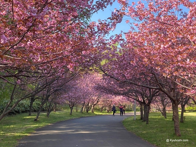 Late blooming cherry trees in Makomanai Park