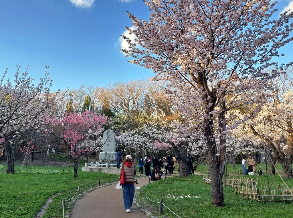 Plum grove of Maruyama Park, Sapporo.