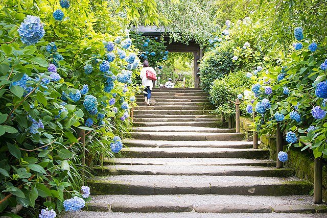Meigetsuin Temple Hydrangea in Kamakura, Japan