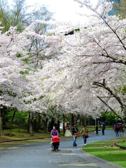 Cherry Blossoms in Nakajima Park, Sapporo.