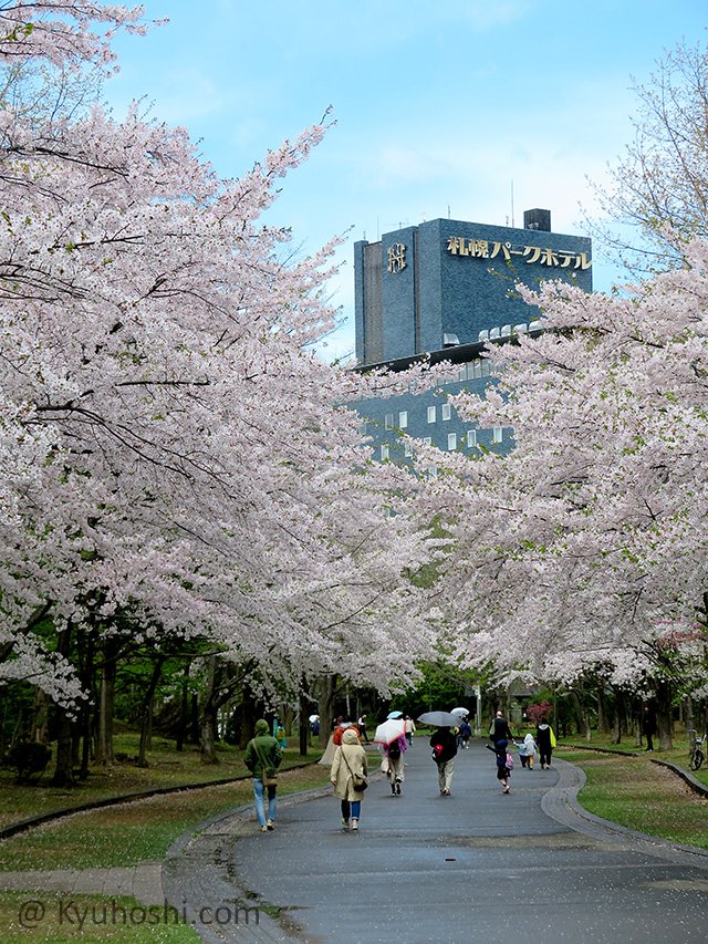 Cherry Blossoms in Nakajima Park, Sapporo
