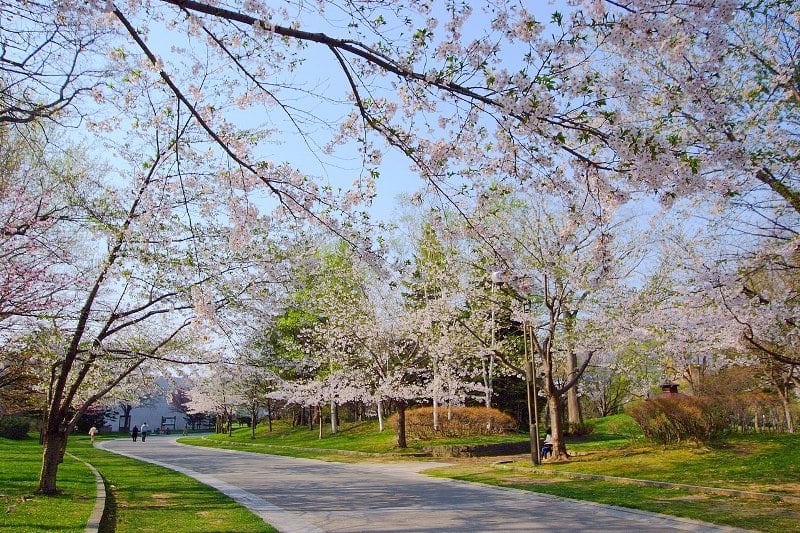 Nakajima Park in Spring, Sapporo