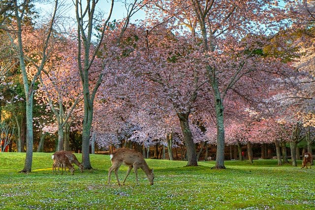 Deer in Nara Park, Nara