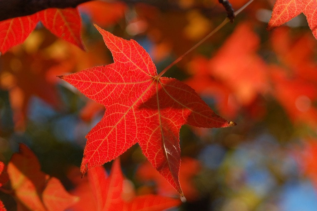 red_maple_autumn_foliage_japan
