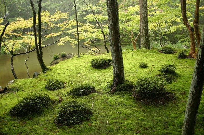 Moss Garden at Saihouji