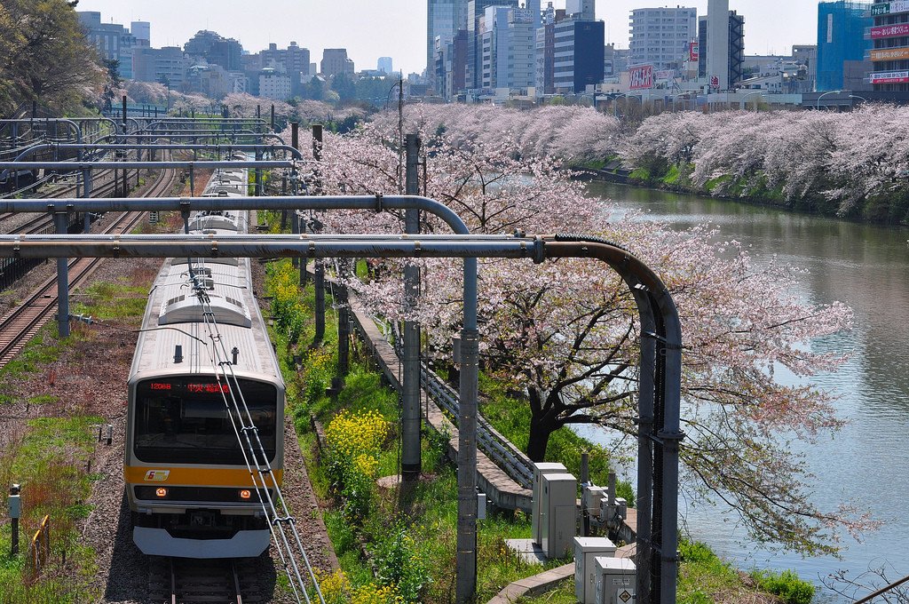 Sakura_and_Train_Chuo_Line _Iidabashi_Tokyo