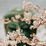 Japan's Four Seasons